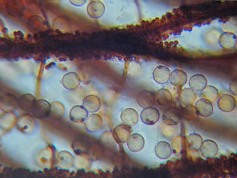 Dictidyum cancellatum